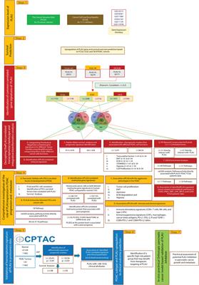 Metastatic phenotype and immunosuppressive tumour microenvironment in pancreatic ductal adenocarcinoma: Key role of the urokinase plasminogen activator (PLAU)